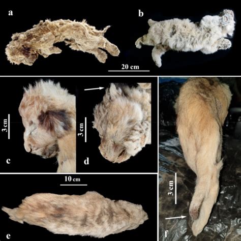 Two Ice Age cave lion cubs discovered in Russia – This is Real Media 🗞