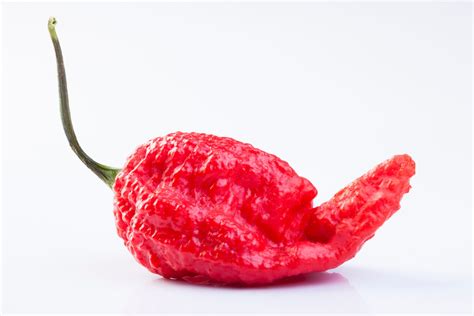 Chile – Ghost Pepper