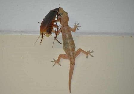 Common House Gecko Facts and Pictures | Reptile Fact