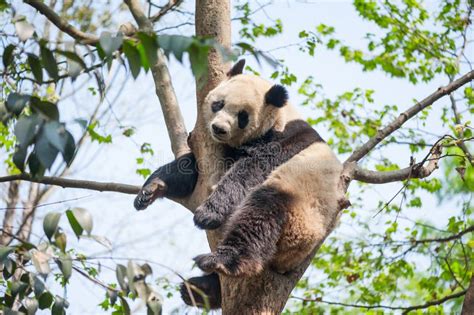 Giant Panda Sleeping in a Tree Stock Photo - Image of grass, animal: 113731626