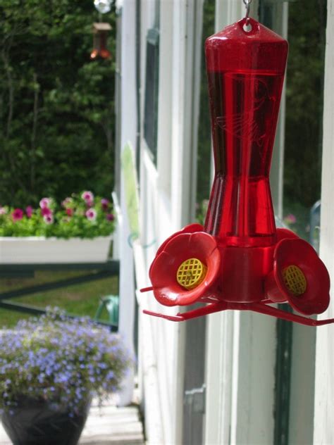 Buying Hummingbird Feeders | ThriftyFun