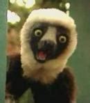 Voice Of Zoboomafoo - Zoboomafoo | Behind The Voice Actors