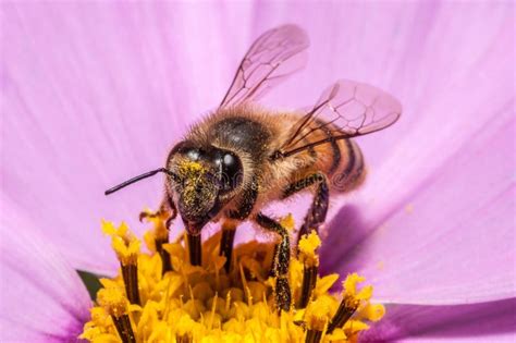 Close-up of Honey Bee Covered in Bright Yellow Pollen Stock Image - Image of pollen, closeup ...