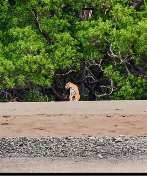 Jaguar spotted by surfers on a beach in Guanacaste, Costa Rica : r/pics