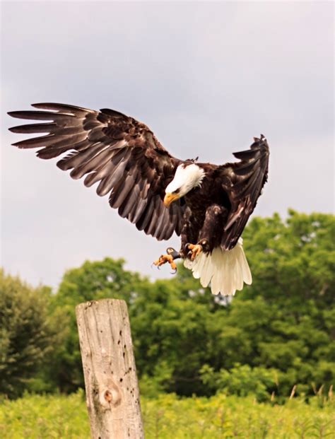 The Eagle is Landing | Shutterbug