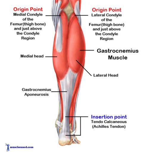 Gastrocnemius & Soleus (Calf) muscles