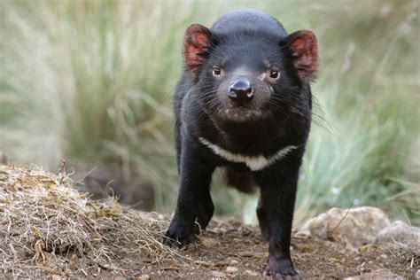 Facts about the Tasmanian devil - Swain Destinations Travel Blog