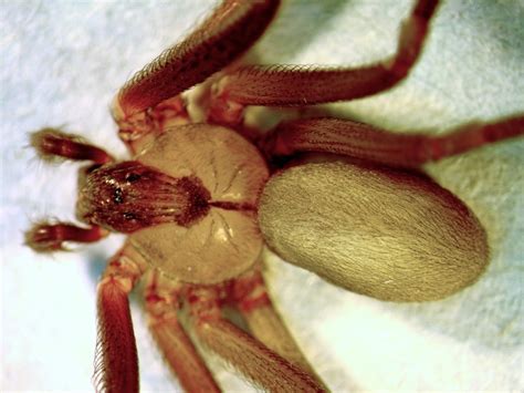 Common Spiders — Texas Insect Identification Tools