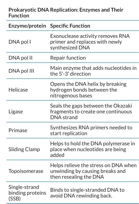 Describe Two Major Functions of Dna Polymerases