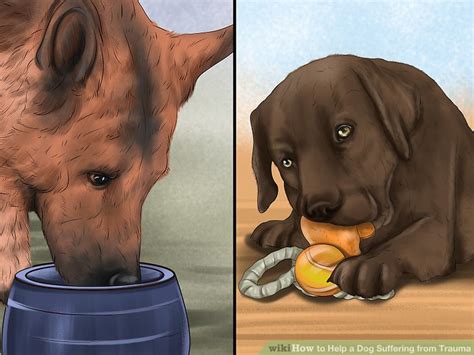 3 Ways to Help a Dog Suffering from Trauma - wikiHow