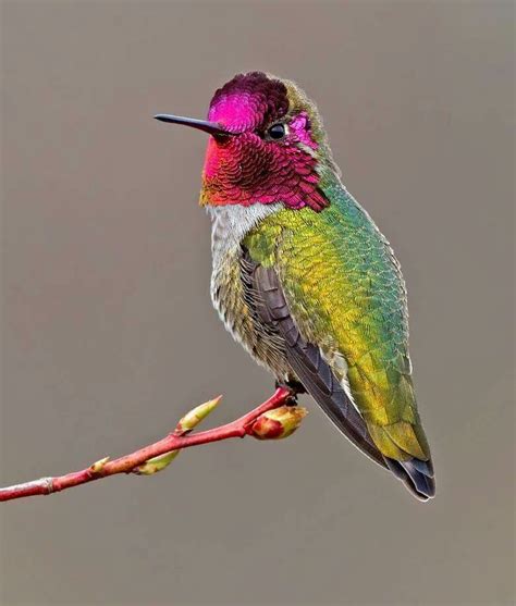 Pin by AMPM on Humming birds | Anna's hummingbird, Pet birds, Fun facts about birds