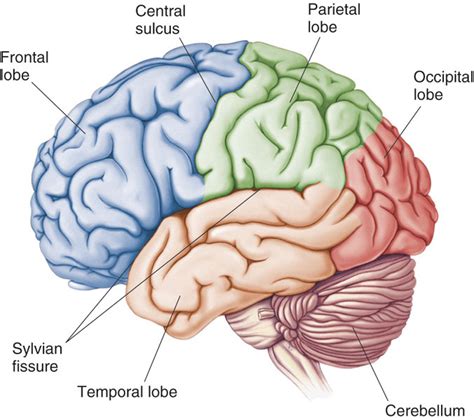 1. Cerebrum – Structure and Function of the Nervous System I Meaning