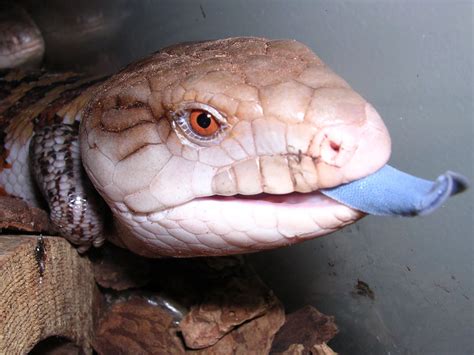 Blue-tongued Skink Facts, Habitat, Diet, Pet Care, Babies, Pictures