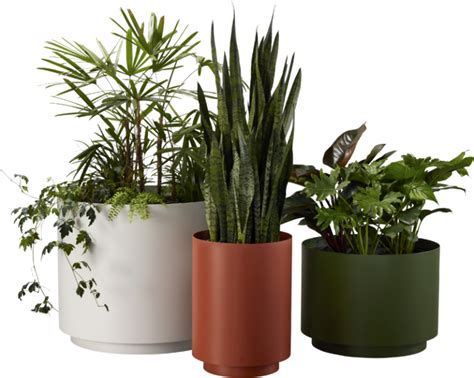 The smooth geometry of the Drum Planter defines this series of stylish contemporary indoor ...