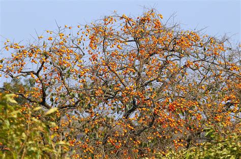 American Persimmon Trees Buying & Growing Guide | Trees.com