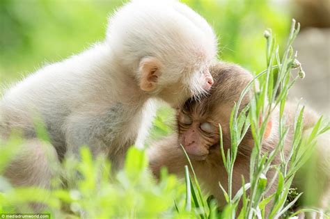 Rare white monkey takes bite of sibling's head in Japan | Daily Mail Online