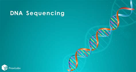 Dna Sequencing Elim Biopharm | Sexiz Pix