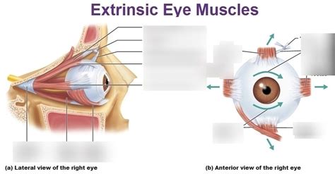 Extrinsic eye muscles diagram Diagram | Quizlet