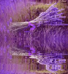 Lavender Gif - IceGif