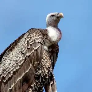 Rüppell's Vulture - Facts, Diet, Habitat & Pictures on Animalia.bio