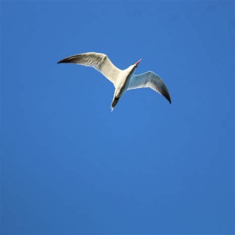 British Columbia Shorebird Migration Tour