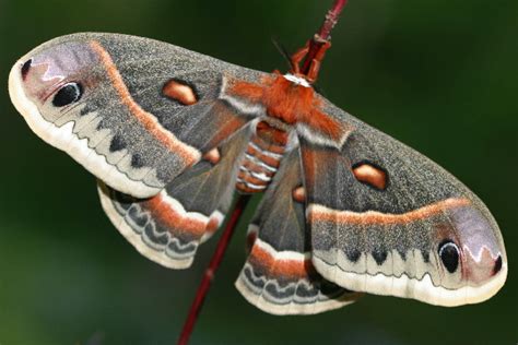 Cecropia Moth Life Cycle - Hyalophora cecropia