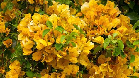 10 Lush Bougainvillea Varieties | Bougainvillea, Bougainvillea colors ...