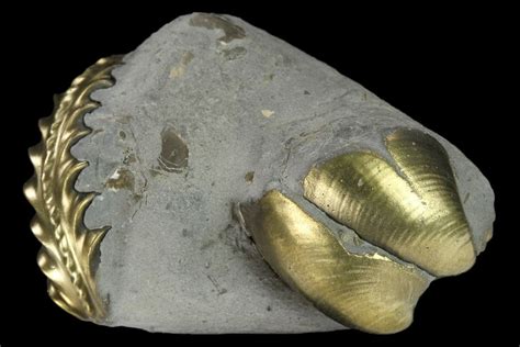 Pyritized (Pleuroceras) Ammonite & Bivalve Fossil - Germany (#131117) For Sale - FossilEra.com