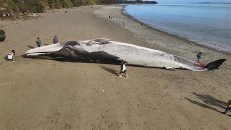 Video. Watch: Blue whale found dead on Chilean beach | Euronews