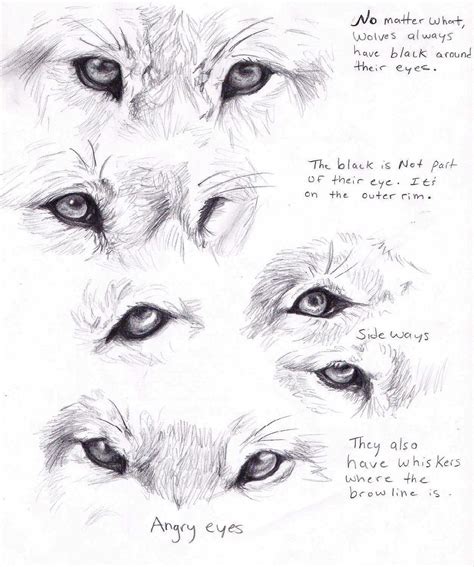 Pin by AK on References | Wolf eyes, Wolf eye drawing, Sketches