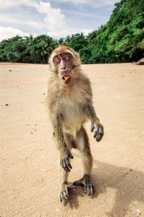 Monkey on the beach. stock photo. Image of beach, brown - 89711232