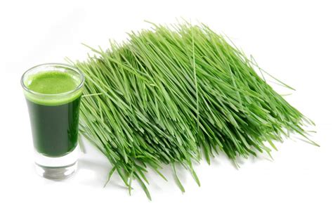 What Is Barley Grass Juice? (with pictures)