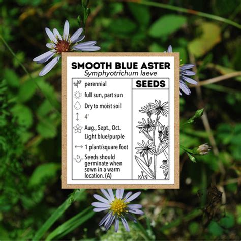 seeds: Symphyotrichum laeve (smooth blue aster) | Blue Stem Natives