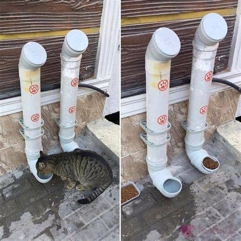 Adding water tubes and dry food to feed stray cats in #Damascus #Syria ...