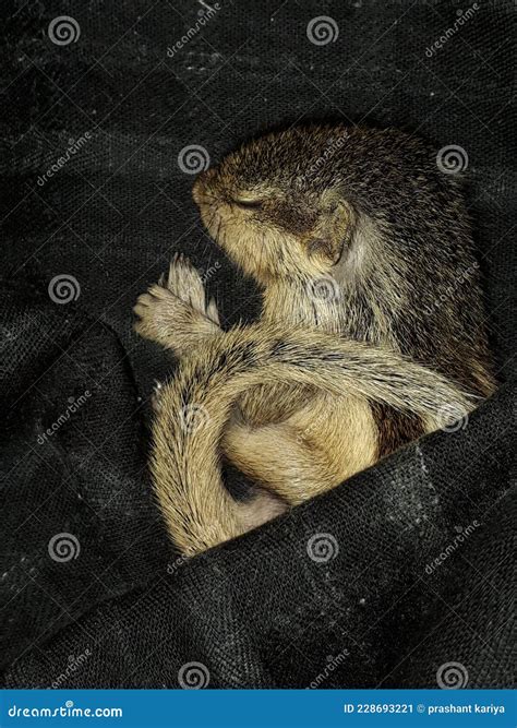 Sleeping Cute Baby Squirrel Stock Photo Stock Image - Image of organ ...