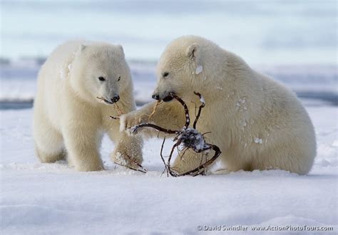 Photographing Alaskan Polar Bears - Part 2 : Action Photo Tours