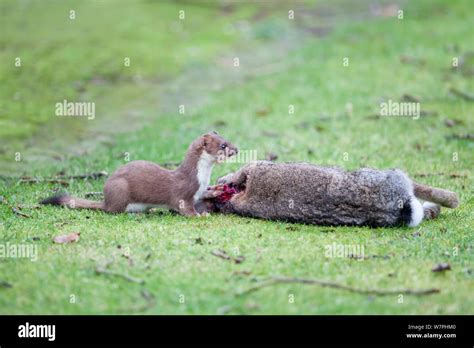 Stoat rabbit hi-res stock photography and images - Alamy