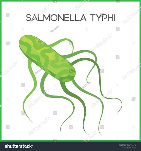 Salmonella Typhi Typhoid Bacteria Vector Typhoid: vetor stock (livre de ...