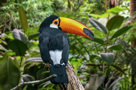 Toco Toucan Photograph by Arterra Picture Library - Pixels