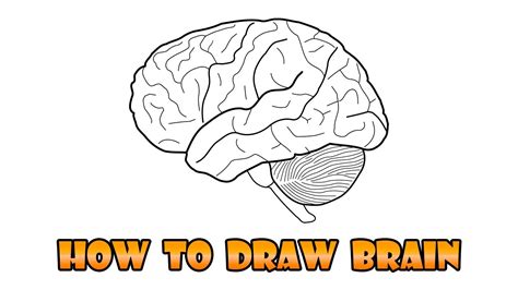 46+ Easy Way To Draw Brain Diagram PNG | Picture & Diagrams