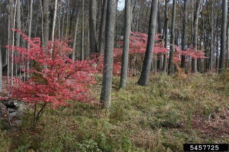 Exotic Burning Bush Invasive Species Profile | Natural Resource Stewardship