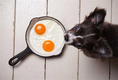 How To Cook Eggs for Dogs - PatchPuppy.com