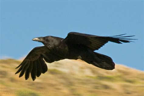 Common Raven: View into the life of Northern Ravens in Port Angeles