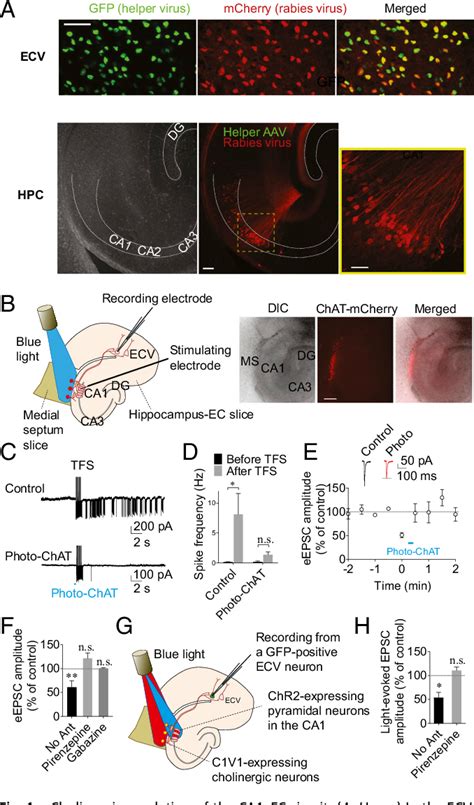 Figure 1 from Septal cholinergic neurons gate hippocampal output to ...