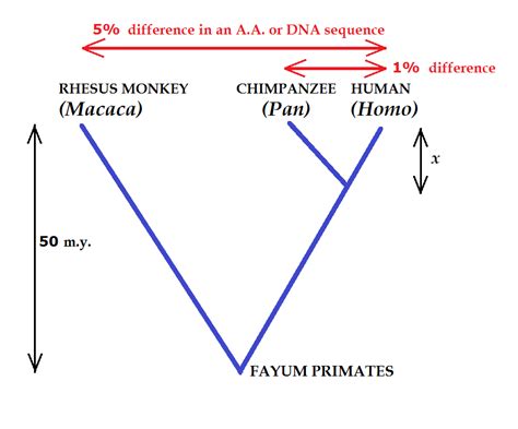 Primates