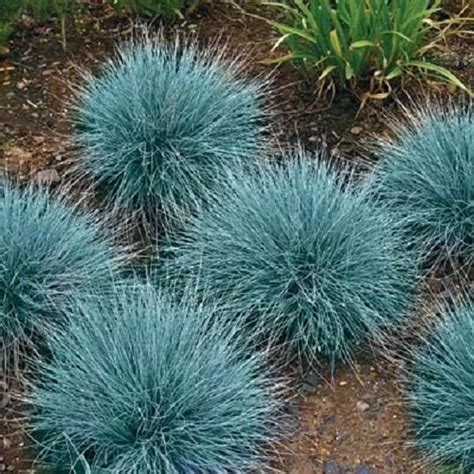 Blue Fescue festuca Glauca 0.25g Approx. 375 Seeds - Etsy Canada