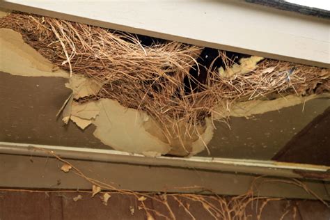 Bird Nest Removal Tips and Mistakes to Avoid | DoItYourself.com