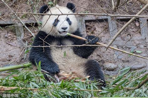 Adorable pandas in Ya'an, Sichuan | Nepalnews