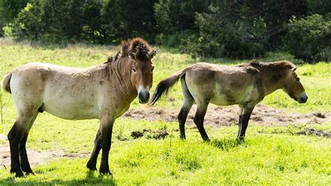 Przewalski’s Horse - Fossil Rim Wildlife Center