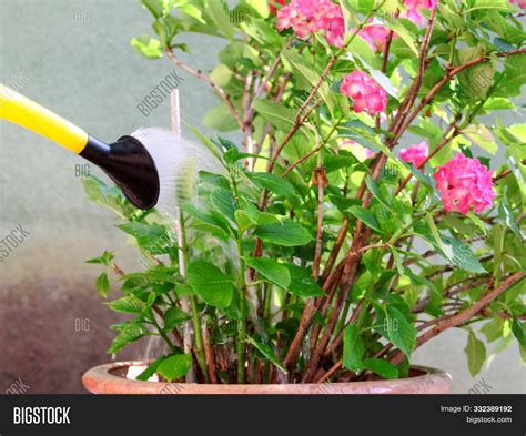 Watering Flowers Image & Photo (Free Trial) | Bigstock